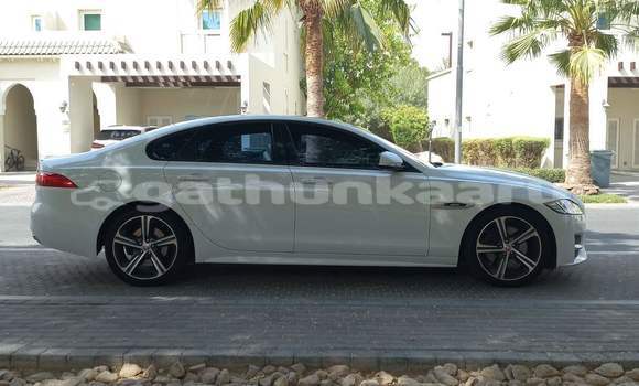 Buy Used Jaguar XF White Car in Omadhoo in Thaa Buy Used Jaguar XF White Car in Omadhoo in Thaa